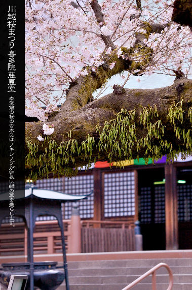 �쑽�@�̍��܂� �{��