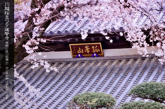 �@撎��̖{���ƍ��܂�