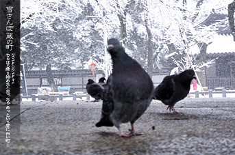 ��z �@�]���̔� �Ⴓ���