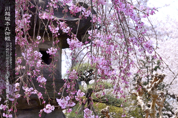 �{�ی�a ������� ���̋G��