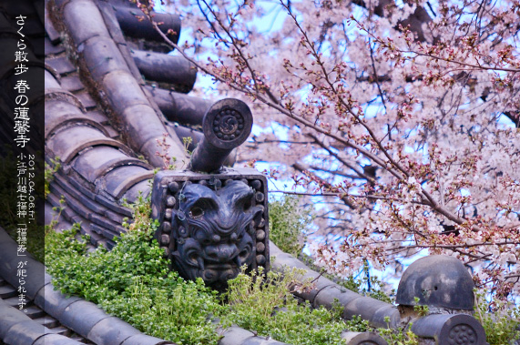 �吳�Q�����ʂ�]�[���� �t�̘A���� �������̋S��