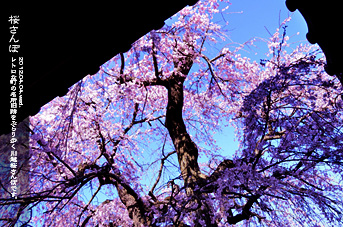 ��z ���̂��镗�i �������