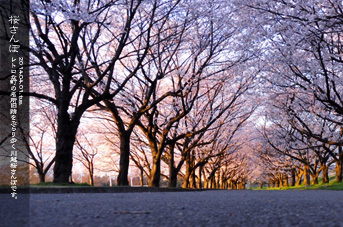 ��z ���J�̍~����Ɂc ��������̒�