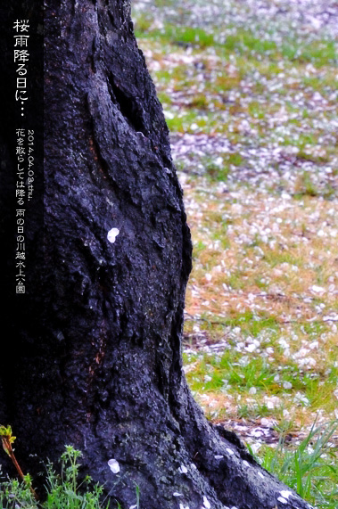 �X�p�U�� ���̂��镗�i ��������̒� ���J