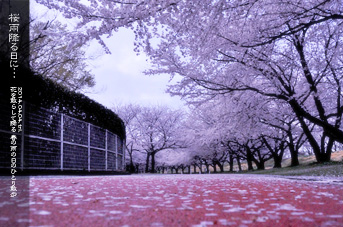 川越 桜のある風景 水上公園の朝 桜雨