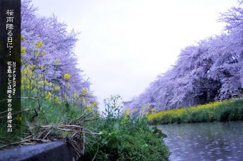 川越 新河岸川 河畔の桜 雨の日の情景