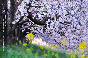 川越 桜のある風景 水上公園の朝 桜雨