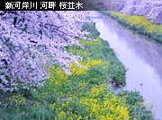 ��z ���̂��镗�i �ԗ₦�̐V�͊ݐ�